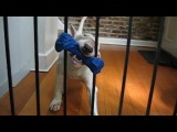 Dogs With Sticks That Are Too Big - Compilation