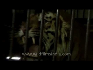 This man-eating tiger's roar will give you goose-bumps!
