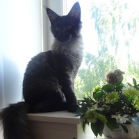 Наталья Аликина