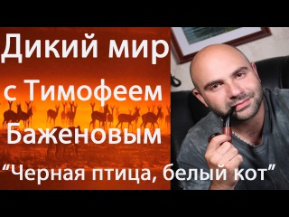 Дикий мир с Тимофеем Баженовым.