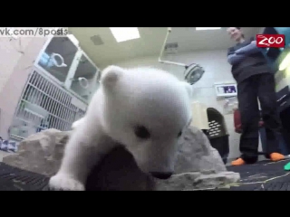 Полярный белый медвежонок Нора получи имя из интернета / Zoo's new polar bear cub named Nora