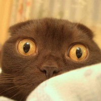 Александр Шарин | 