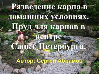 Разведение карпа в домашних условиях. Пруд для карпов в центре Санкт-Петербурга.