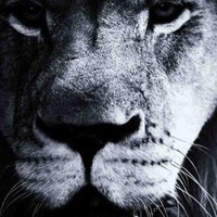 Андрей Орошан