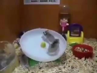 Два хомяка и одно колесо