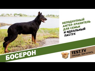 TEST.TV: Босерон не длинношерстный доберман.