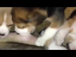 Мама Бигль кормит своих зубастеньких щенков | Beagle Mom feeds her fluffy puppies