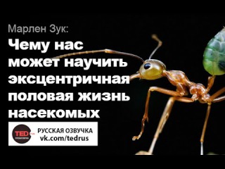 TED RUS x Марлен Зук: Чему нас может научить эксцентричная половая жизнь насекомых | Marlene Zuk