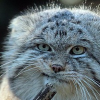 Наталья Вихман