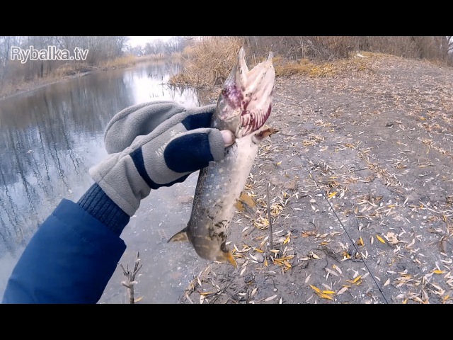Щука на воблер Pontoon 21 CrackJack