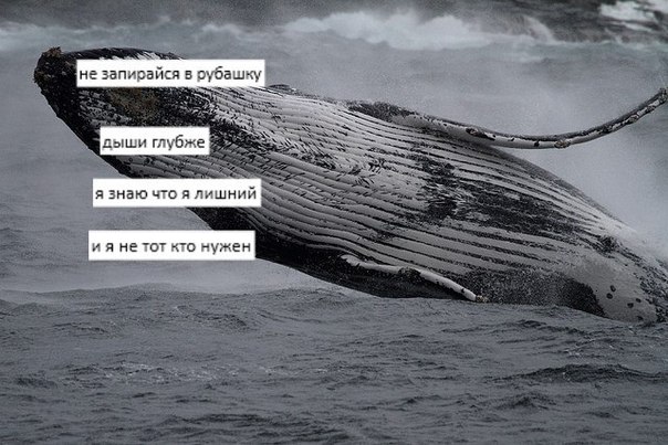 киты умирают в лужах бензина фото онлайн киты умирают в лужах бензина фото