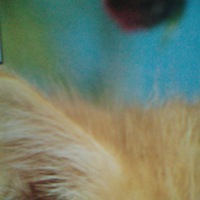 Катя Селиванова |