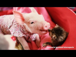 Dos bebés dándonos una lección de amor ♥