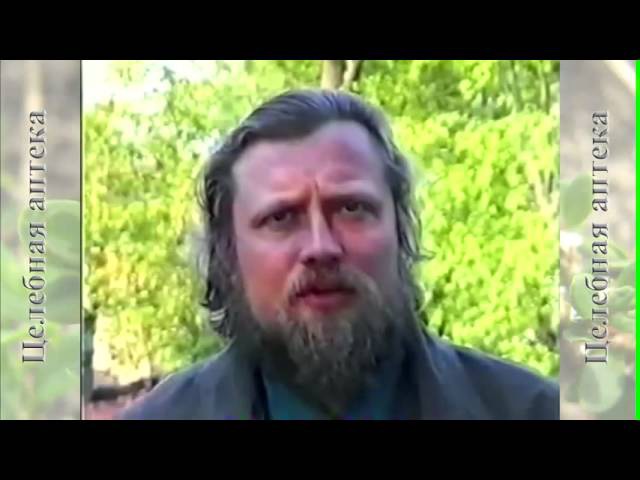 Полынь горькая