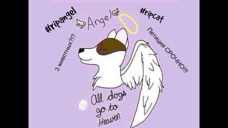 RipAngel and RipCat 18