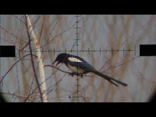 Air Rifle Hunting - Magpies Pest Control 02 /2014