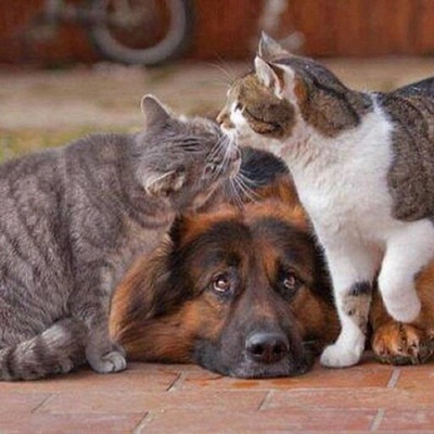 technicalities of dogs and cats If these cat tweets will not make you laugh, nothing will. technicalities of dogs and cats If these cat tweets will not make you laugh, nothing will.