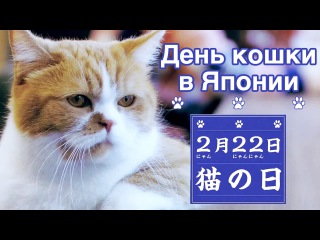День Кошки в Японии | Cat Day in Japan | 猫の日