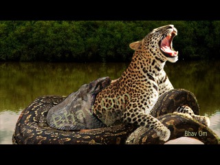 Giant anaconda vs cow. Leopard vs Giant python snake. Real fight. Anaconda attack human