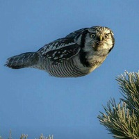 Винсент Дель-Пухини