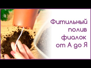 Фитильный полив фиалок от А до Я