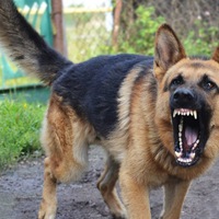 Слава Соминский