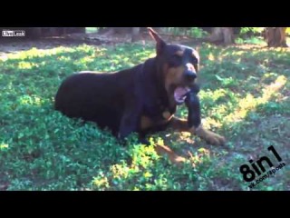 Доберман ест живого кролика / Doberman Pinscher eats a young rabbit