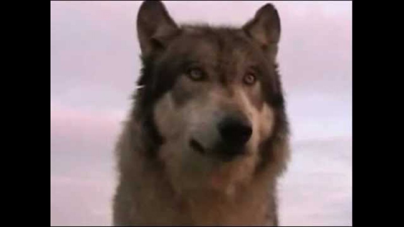 Вой волка\Wolfs howl