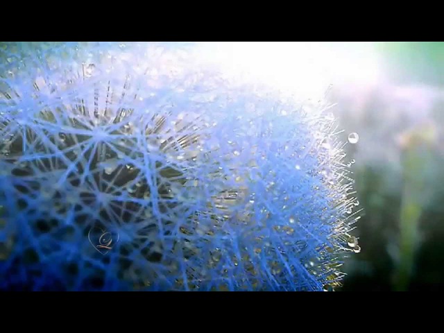 George Skaroulis - Fragile