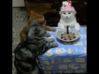 Котейка празднует днюху - Видео из +100500