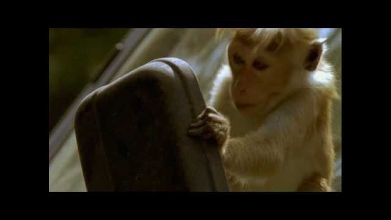 Clever Monkeys BBC - Hilarious