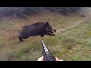 Domuz Avı - κυνηγι αγριογουρουνου 2015 - Chasse Sanglier