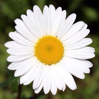 Натали Натальина