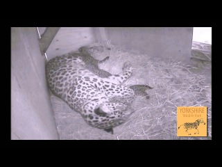 Yorkshire Wildlife Park - Amur Leopard Cubs Preview