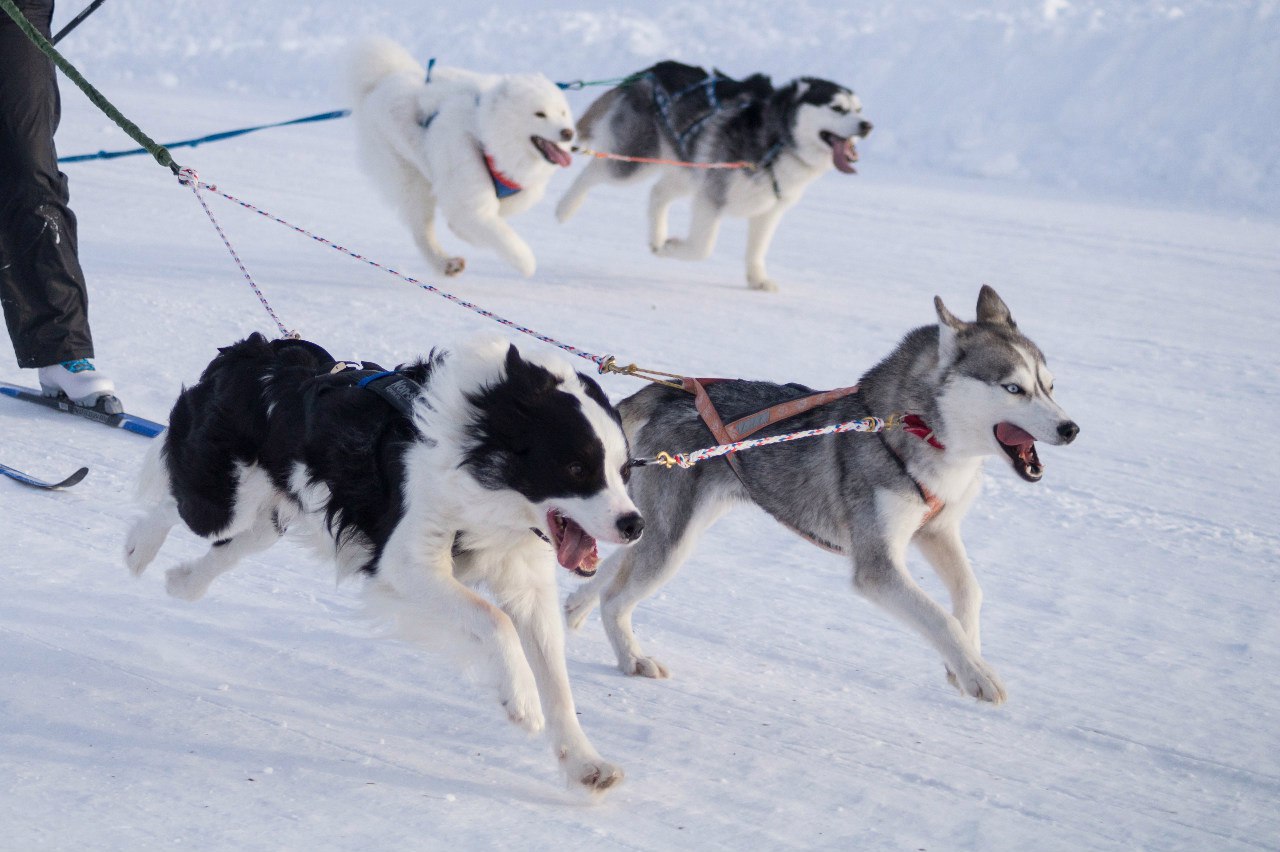 Федерация ездового спорта. Хаски 4 шасси.
