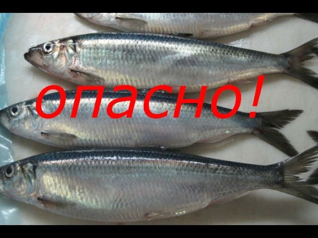 РРОсторожно селёдка!(приятного мало)