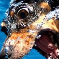 Гоша Котов  Meowツ