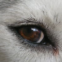 Петя Погиба  Анатольевич