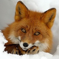 Катерина Салютина