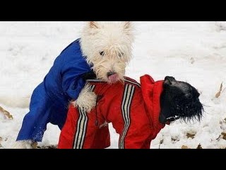 Спаривание животных 2015 часть 41 III Чёрная любовь III Пёсик и котик III