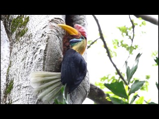 Knobbed hornbill / Сулавесский калао / Aceros cassidix
