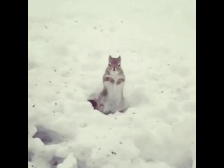 Чик чики бум