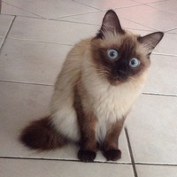 Рутина Григорьева