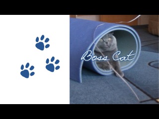 Boss Cat - I'm Tired