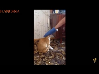 Настырный кот или Парень довыёбывался