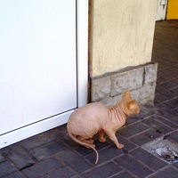 Роман Полански