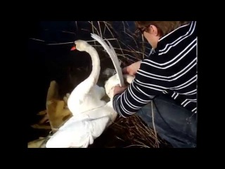 Short Version Watch People Rescue Entangled Swans Спасение Лебедей. Gulbju izglābšana.