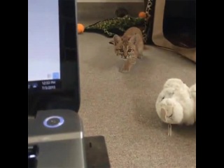 Little Lynx vs Web Camera