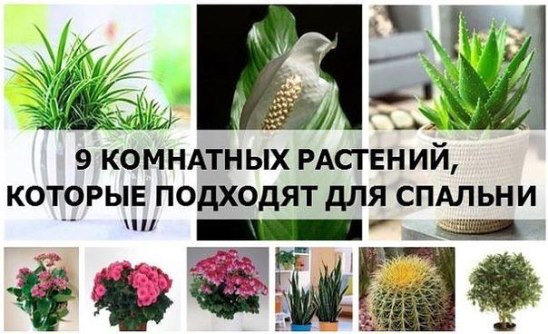 9 КОМНАТНЫХ РАСТЕНИЙ, КОТОРЫЕ ПОДХОДЯТ ДЛЯ СПАЛЬНИ. 