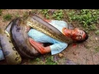 Biggest Anaconda Snake Attacks Man Caught On camera - Giant Anaconda attacks Human Real #2